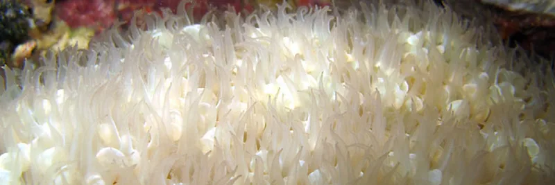 White coral polyps