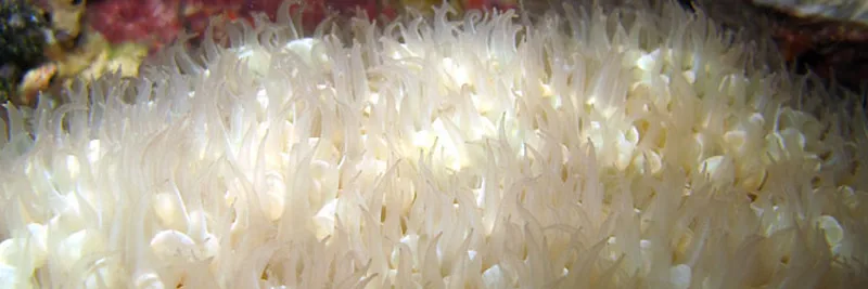 Polypes blancs de corail