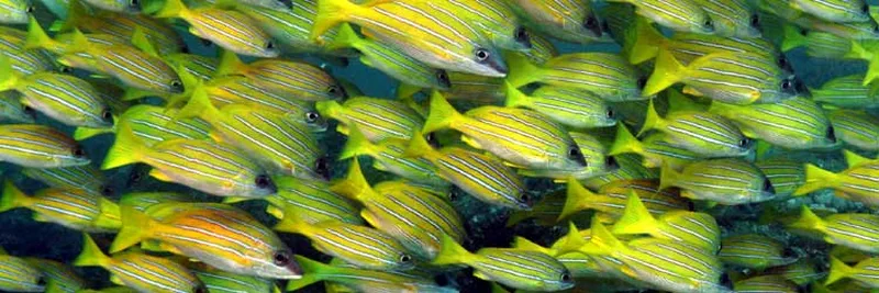 School of five-lined snappers