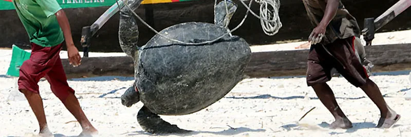 Deux hommes portent une tortue de mer