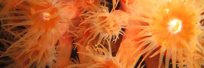 Orange turbastrea on night dive