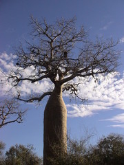 Reniala, réserve de forêt sèche à Mangily, Madagascar