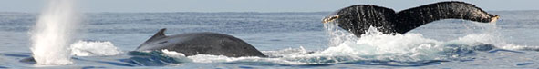 Baleines à bosse à Ifaty