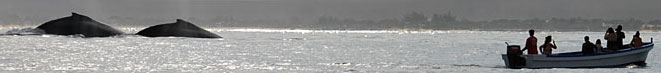 Baleines à bosse à Ifaty