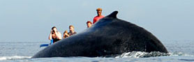 humpback whale in Ifaty