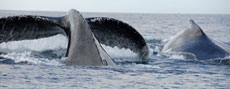 humpback and tail of whale in Ifaty