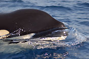 Killer whale head
