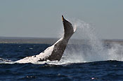 Baleine joueuses à Ifaty