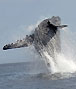 breaching humpback whales in Ifaty