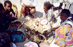 repas de tortue