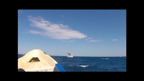 - La saison baleines à bosse 2019 - - Stéphane Engel