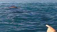 Baleines dans le lagon d'Ifaty - 26/08/22