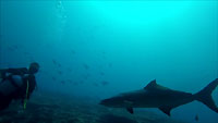 A cobia at Snappers point - 26/12/19