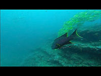Atimoo Madagascar Dive site : Bevato