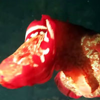 Atimoo Madagascar Dive site : Jardin de Corail