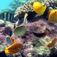 Site de plongée d'Atimoo Plongée Madagascar : Jardin de Corail