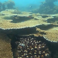 29/01/18 - Jardin de corail d'Ifaty, janvier 2018 - Jardin de corail - Johnny Drouguet