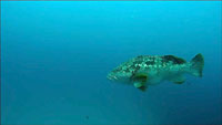 Malabar grouper at Bevato - 21/11/19