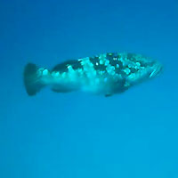 Our big malabar grouper greets us - 05/08/09