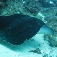 A nice giant reef ray goes and come back - 05/06/16