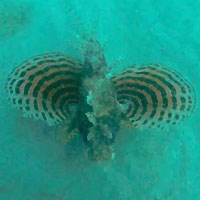 22/10/19 - De quel Pterois s'agit-il? - Vatosoa - Stéphane Engel