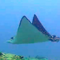 Spotted eagle ray - 17/10/11