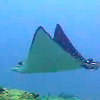 Atimoo Madagascar Dive site : Grotte Juliette