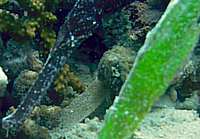 Ghost pipefish