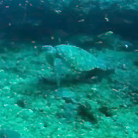 Site de plongée d'Atimoo Plongée Madagascar : Bevato