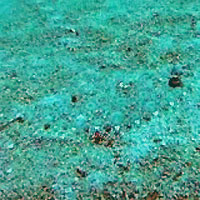 Site de plongée d'Atimoo Plongée Madagascar : Jardin de Corail