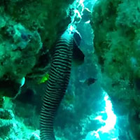 Zebra moray eel - 05/01/20
