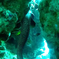 Atimoo Madagascar Dive site : Cathédrale